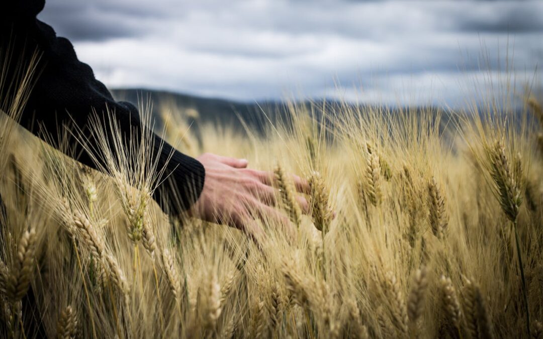 Søg Plan- og Landdistriktsstyrelsens Landdistriktspulje for forsøgsprojekter – Ansøgningsfrist: 18.09.24